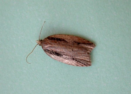 Acleris umbrana