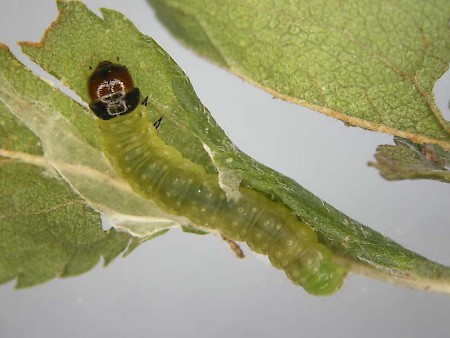 Acleris umbrana