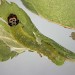 Larva • Plymouth, Devon. On Prunus spinosa. Imago reared. • © Bob Heckford