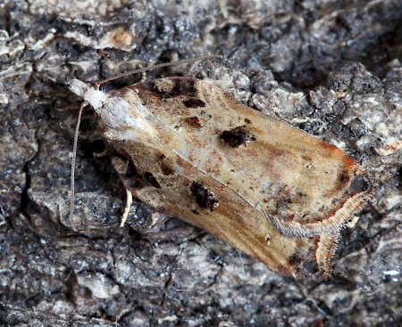 Acleris cristana