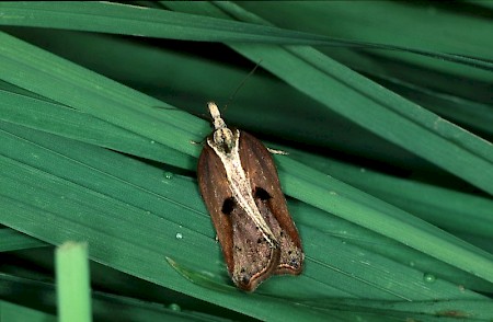 Acleris cristana