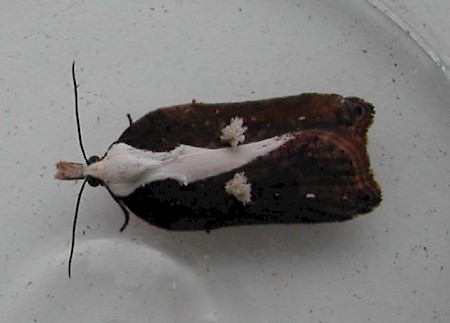 Acleris cristana