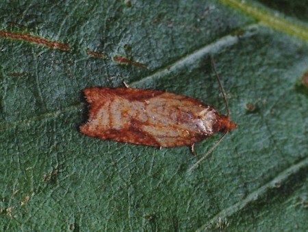 Acleris aspersana