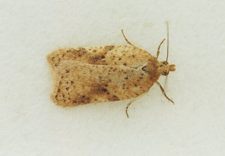 Acleris notana