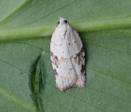 Adult &bull; Fernham, Oxon &bull; &copy; Steve Nash