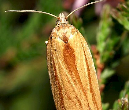 Adult &bull; Loch Staing, West Sutherland ex. larva on Myrica gale &bull; &copy; Duncan Williams