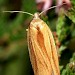 Adult • Loch Staing, West Sutherland ex. larva on Myrica gale • © Duncan Williams