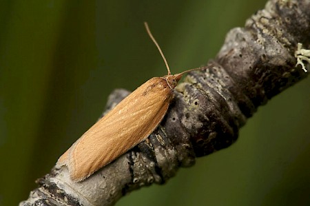 Acleris rufana