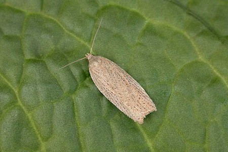 Acleris rufana