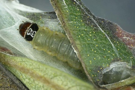 Acleris rufana