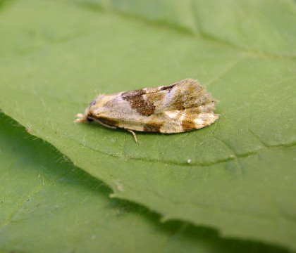 Adult &bull; Fernham, Oxon &bull; &copy; Steve Nash