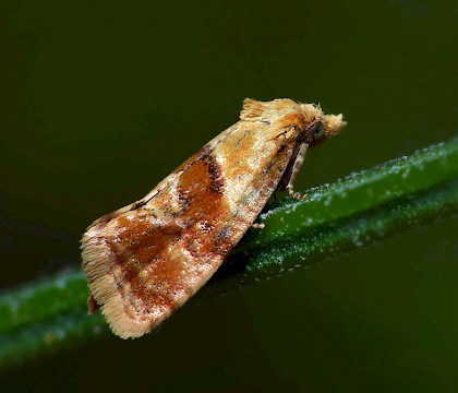 Adult &bull; Juniper Hill, Gloucestershire &bull; &copy; Patrick Clement