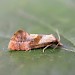 Adult • Church Wood, Kent. Swept from goldenrod • © Francis Solly