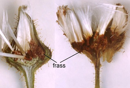 Cochylis dubitana