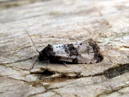 Cochylis atricapitana