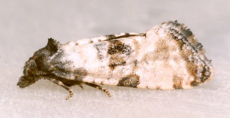 Cochylis atricapitana