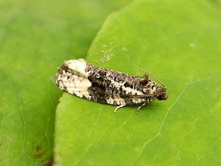 Apotomis turbidana