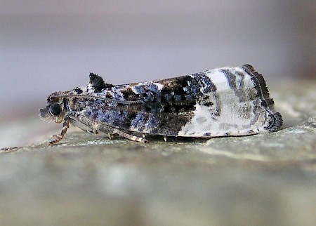 Marbled Orchard Tortrix Hedya nubiferana