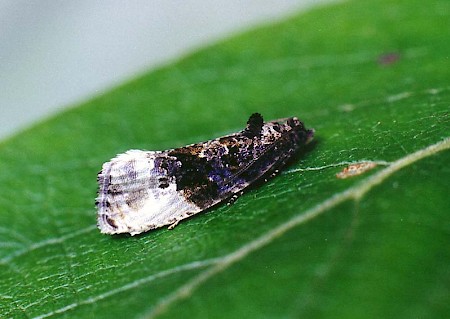 Marbled Orchard Tortrix Hedya nubiferana