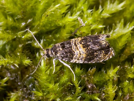 Celypha aurofasciana