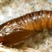 Pupa • Late March, in opened silk cocoon in pith of seedhead of Dipsacus fullonum • © Ian Smith