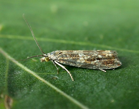 Bactra furfurana