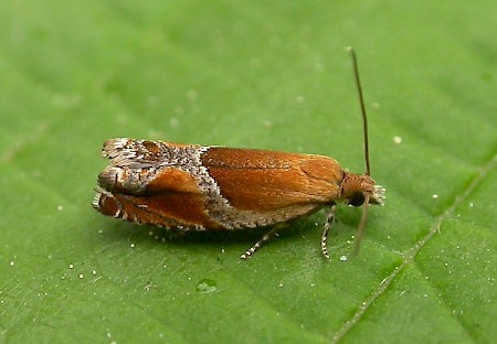 Ancylis obtusana