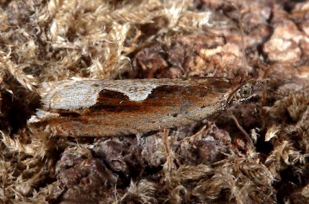 Ancylis geminana