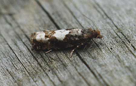 Epinotia trigonella