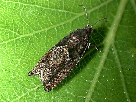 Epinotia immundana