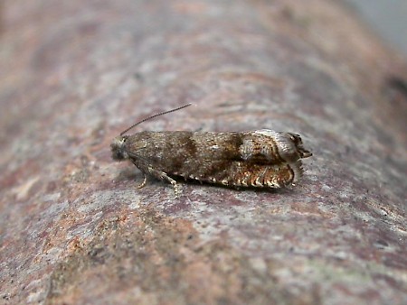 Epinotia subsequana