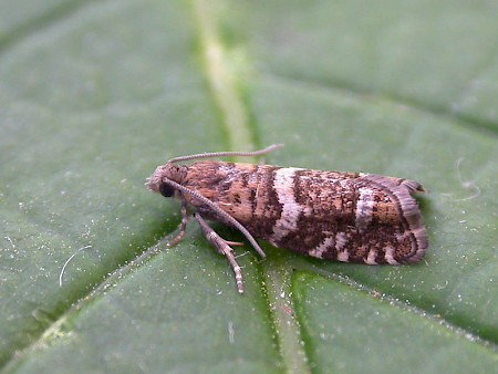 Epinotia fraternana