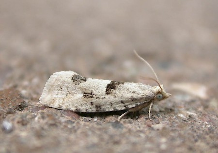 Epinotia bilunana