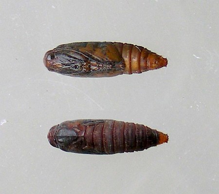 Epinotia bilunana