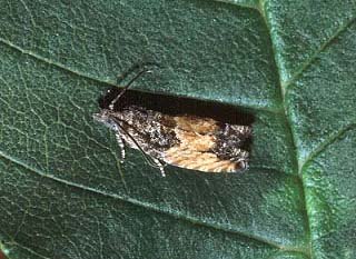 Epinotia nisella