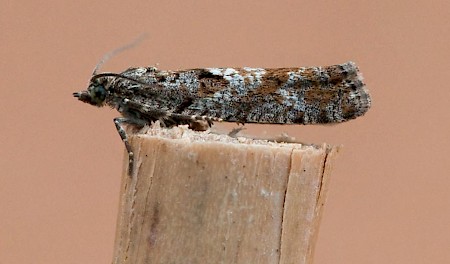 Larch Tortrix Zeiraphera griseana