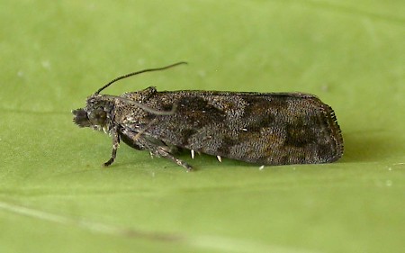 Zeiraphera isertana