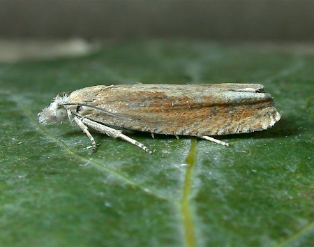 Eucosma obumbratana