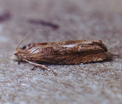 Adult &bull; Gait Barrows NNR, Lancashire &bull; &copy; Ian Kimber