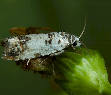 Adult &bull; Langport, Somerset &bull; &copy; John Bebbington FRPS