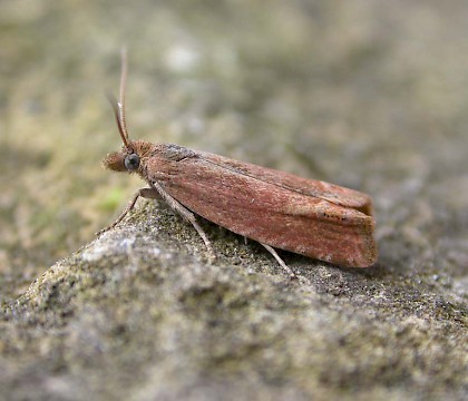 Adult &bull; Pegwell Bay, Kent &bull; &copy; Francis Solly