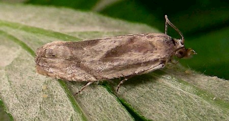 Eucosma metzneriana