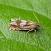 Adult • Gait Barrows NNR, N. Lancs • © George Tordoff