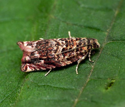 Adult &bull; Lakenheath, Suffolk. ex. larva on Populus &bull; &copy; Patrick Clement