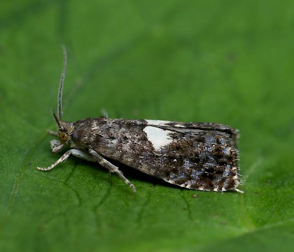 Adult &bull; Monkwood, Worcs. &bull; &copy; Oliver Wadsworth