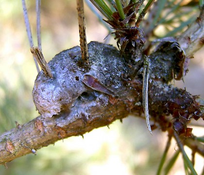 Larval gall &bull; Friesland, The Netherlands. &bull; &copy; Tymo Muus