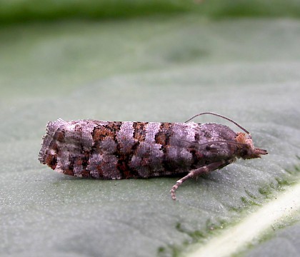Adult &bull; Dadlington, Leicestershire. leg. Andy Johnson &bull; &copy; Adrian Russell