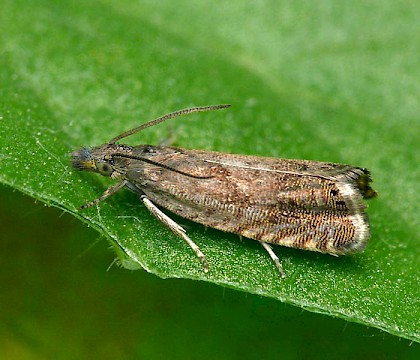 Adult &bull; Wyre Forest, Worcestershire &bull; &copy; Patrick Clement