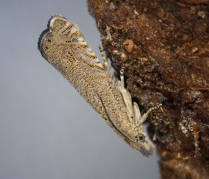 Adult &bull; ex. Larva, Gull Cove, Devon &bull; &copy; Bob Heckford