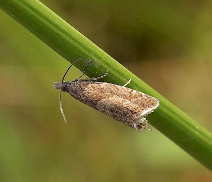 Adult &bull; Nantyffyllon, Glamorgan &bull; &copy; Paul Parsons